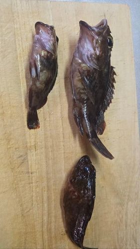カサゴの釣果