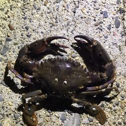 カニ