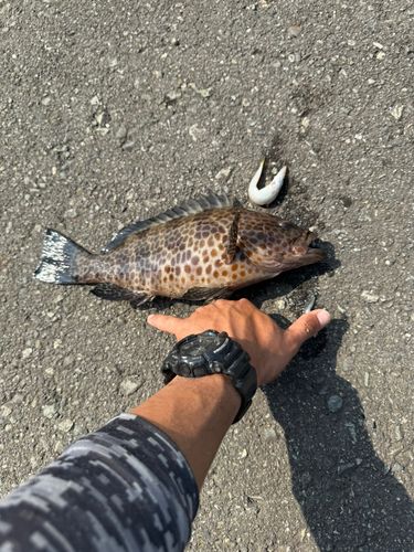 オオモンハタの釣果