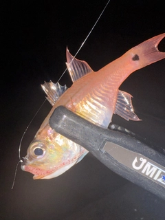 ネンブツダイの釣果