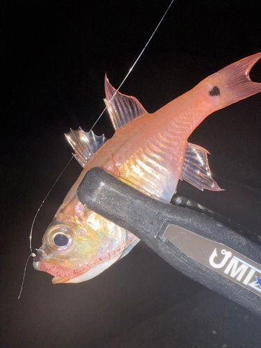 ネンブツダイの釣果