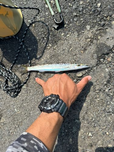 カマスの釣果