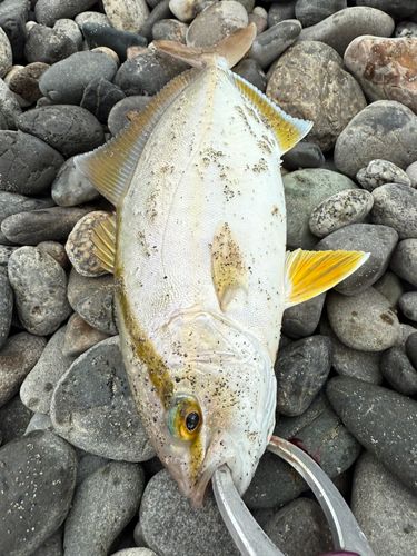 ショゴの釣果