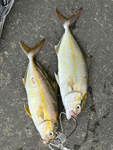 シオの釣果