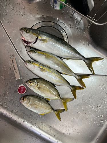ワカシの釣果