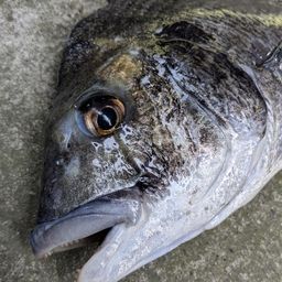 クロダイ