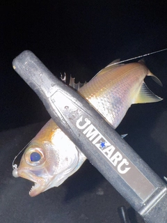 クロムツの釣果
