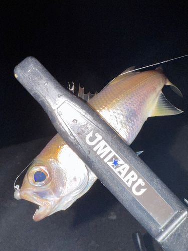 クロムツの釣果