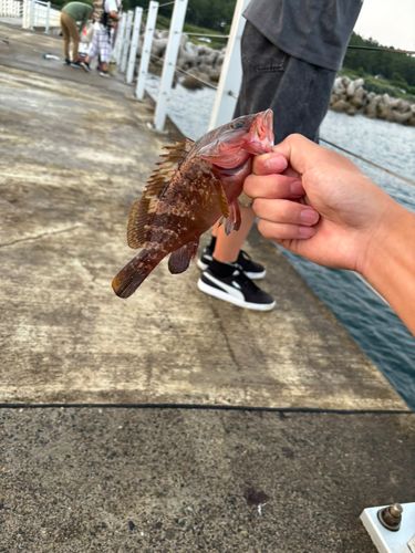 キジハタの釣果