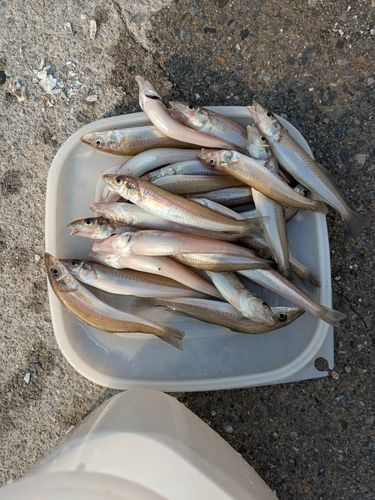 キスの釣果