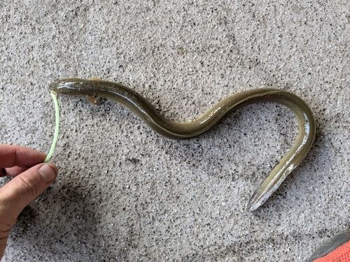 ウナギの釣果