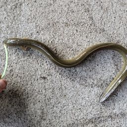 ウナギ