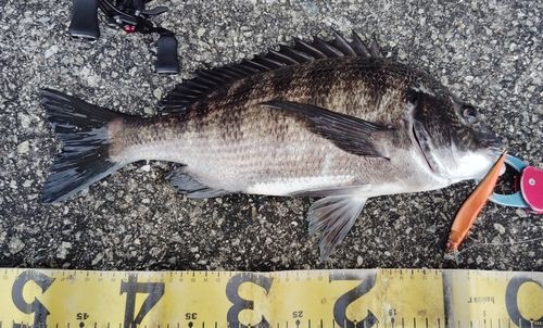 チヌの釣果