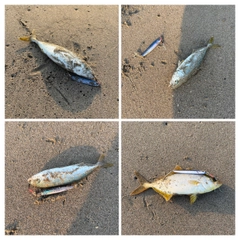 ショゴの釣果
