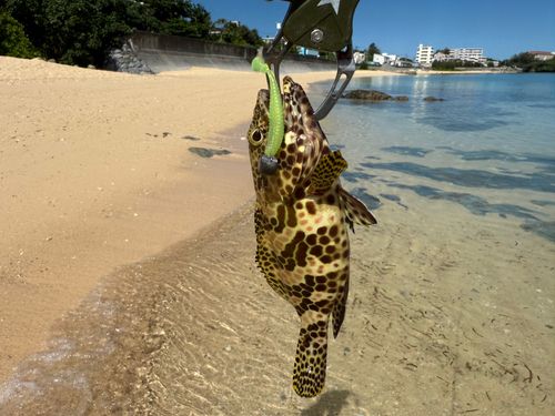 イシミーバイの釣果