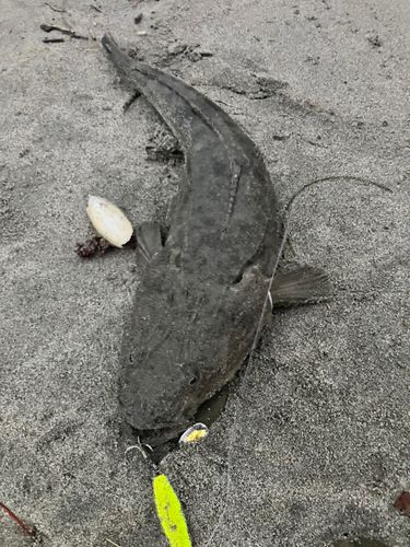 マゴチの釣果