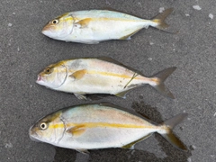 ショゴの釣果