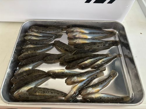 ハゼの釣果