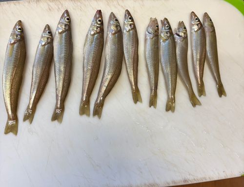 キスの釣果