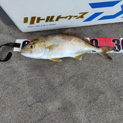 ショゴの釣果