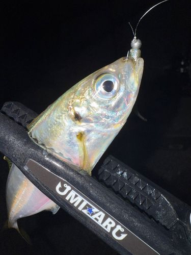 マアジの釣果