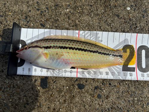 キュウセンの釣果