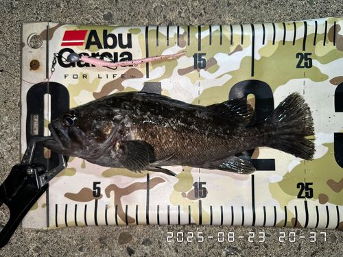 クロソイの釣果