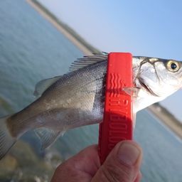 セイゴ（マルスズキ）