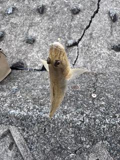 ハゼの釣果