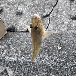 ハゼ