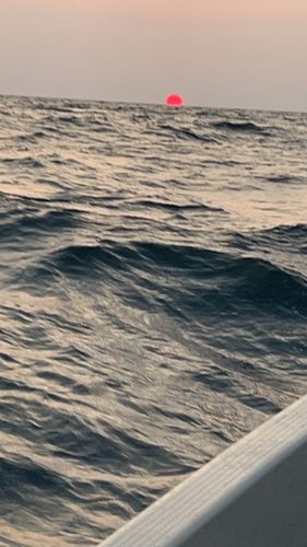 ケンサキイカの釣果