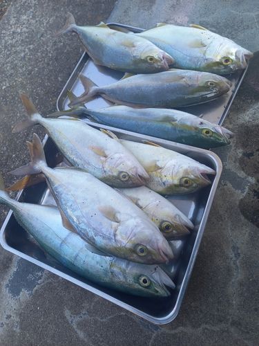 ショゴの釣果