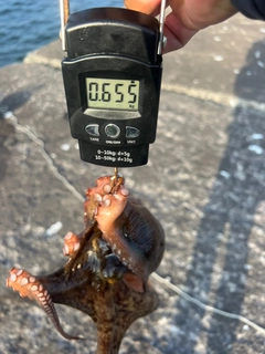 タコの釣果