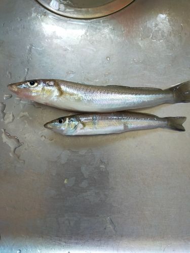 キスの釣果