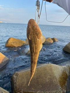 マゴチの釣果