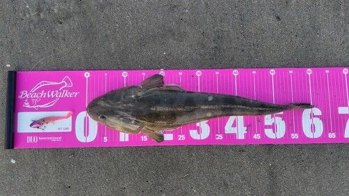 マゴチの釣果