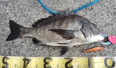 チヌの釣果