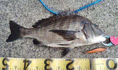 チヌの釣果