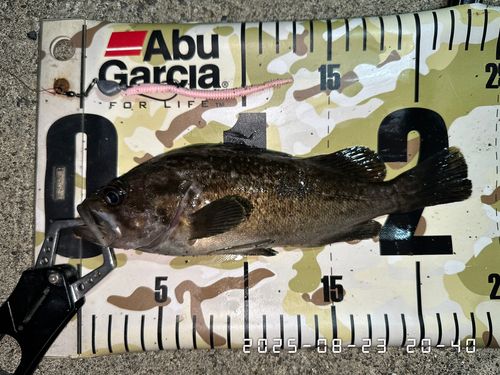 クロソイの釣果