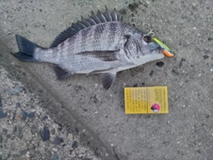 チヌの釣果