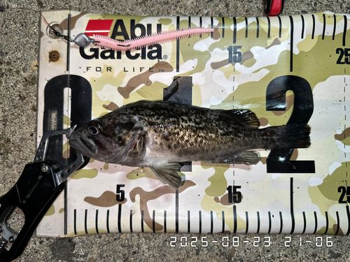 クロソイの釣果