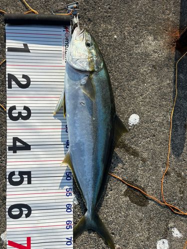 ヒラマサの釣果