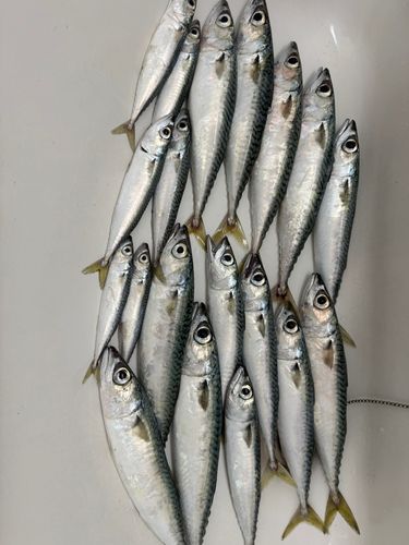 サバの釣果