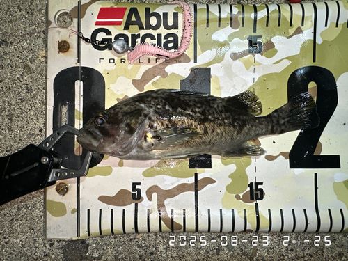 クロソイの釣果