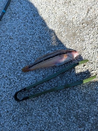 ベラの釣果