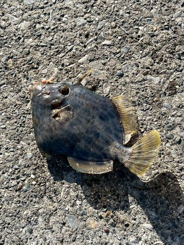 カワハギの釣果