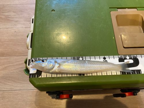 キスの釣果