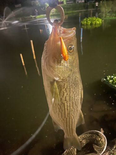 ストライパーの釣果