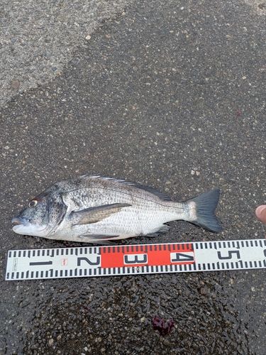 チヌの釣果