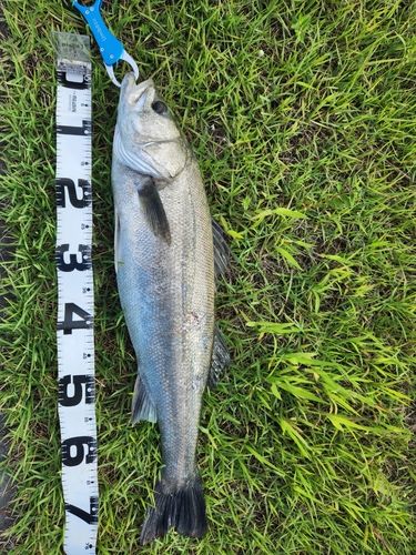 スズキの釣果